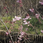 しだれ桜散歩道の写真です。