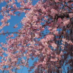 しだれ桜散歩道の写真です。