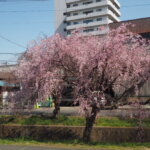 しだれ桜散歩道の写真です。