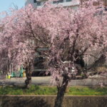 しだれ桜散歩道の写真です。