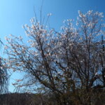 しだれ桜散歩道の写真です。