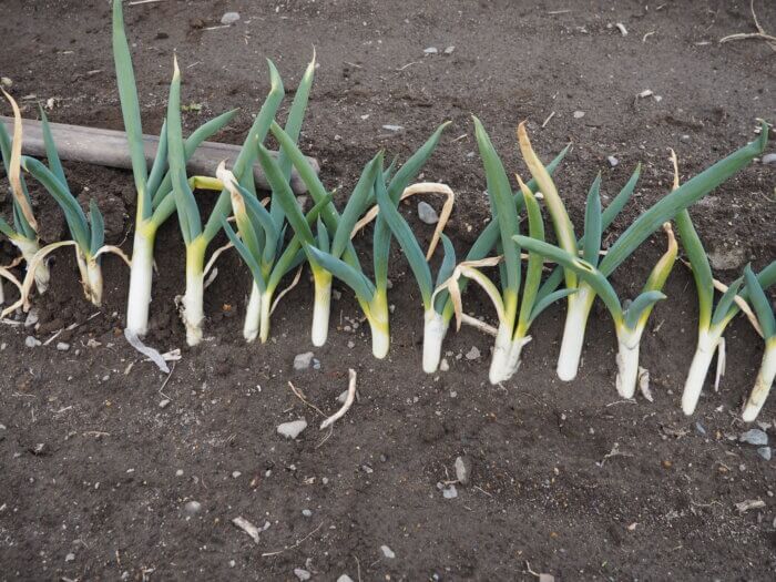 ネギの土寄せの写真です。