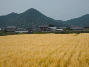 収穫期を迎えた麦畑の写真です。