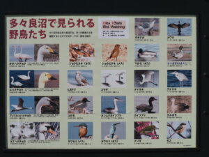 観察できる野鳥一覧の写真です。