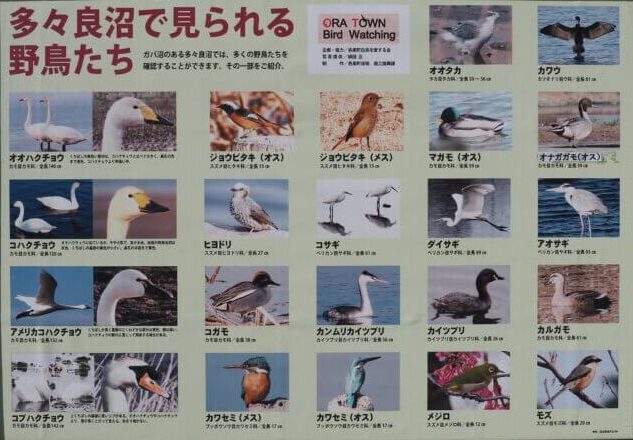 観察できる野鳥一覧の写真です。