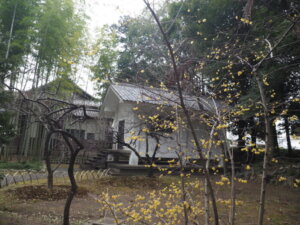 足利学校：収蔵庫の前で咲くロウバイの花の写真です。