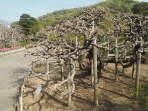 あしかがフラワーパーク：藤のツボミの写真です。