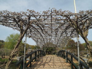 あしかがフラワーパーク：藤のツボミの写真です。