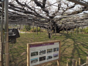 あしかがフラワーパーク：藤のツボミの写真です。