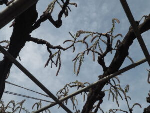 あしかがフラワーパーク：藤のツボミの写真です。