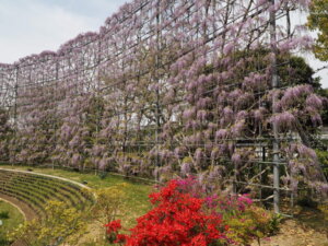 あしかがフラワーパーク：園内の藤の写真です。