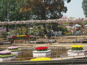 あしかがフラワーパーク：園内の藤の写真です。