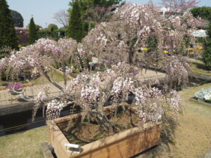 あしかがフラワーパーク：園内の藤の写真です。