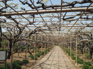 あしかがフラワーパーク：園内の藤の写真です。