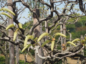 あしかがフラワーパーク：園内の藤の写真です。