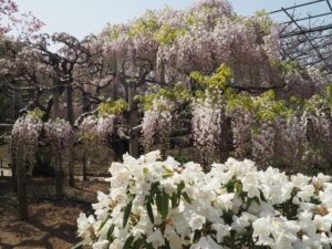 あしかがフラワーパーク：園内の藤の写真です。