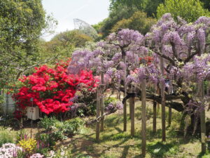 あしかがフラワーパーク：園内の藤の花の写真です。