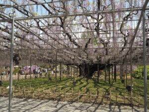 あしかがフラワーパーク：園内の藤の花の写真です。