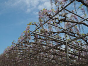 あしかがフラワーパーク：園内の藤の花の写真です。