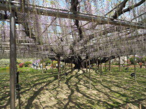 あしかがフラワーパーク：園内の藤の花の写真です。