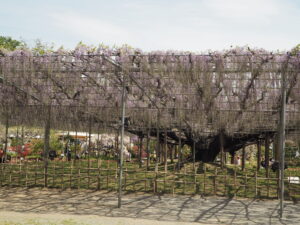 あしかがフラワーパーク：園内の藤の花の写真です。