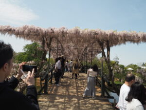 あしかがフラワーパーク：園内の藤の花の写真です。