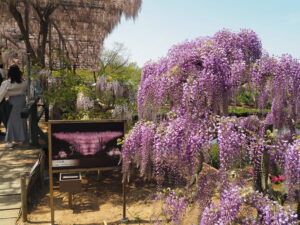 あしかがフラワーパーク：園内の藤の花の写真です。