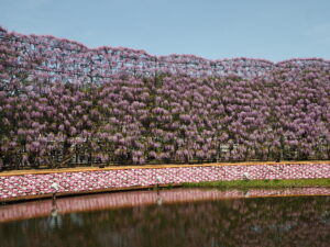 あしかがフラワーパーク：園内の藤の花の写真です。
