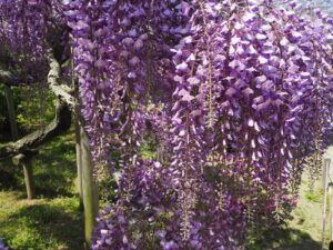 あしかがフラワーパーク：園内の藤の花の写真です。