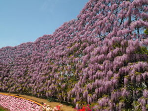 あしかがフラワーパーク：園内の藤の花の写真です。