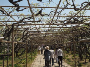 あしかがフラワーパーク：園内の藤の花の写真です。