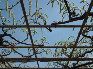 あしかがフラワーパーク：園内の藤の花の写真です。
