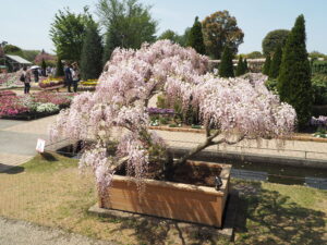 あしかがフラワーパーク：園内の藤の花の写真です。