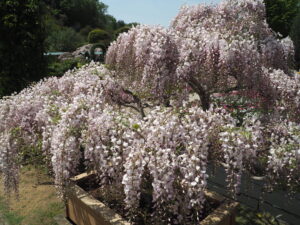 あしかがフラワーパーク：園内の藤の花の写真です。