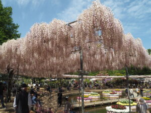 あしかがフラワーパーク：園内の藤の花の写真です。