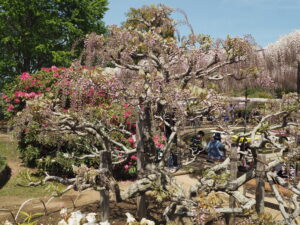 あしかがフラワーパーク：園内の藤の花の写真です。