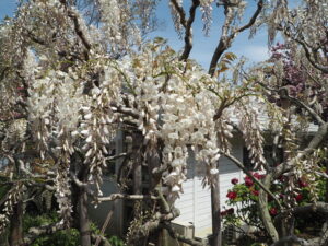 あしかがフラワーパーク：園内の藤の花の写真です。