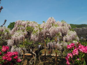 あしかがフラワーパーク：園内の藤の花の写真です。