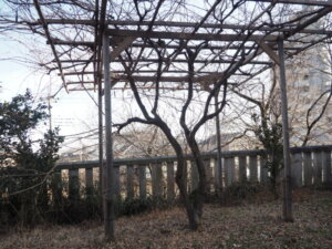 八雲神社 藤棚の写真です。