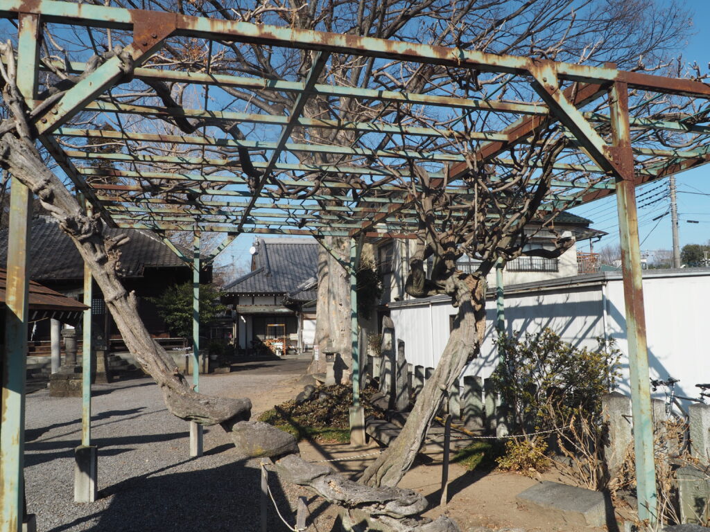 大原神社：境内の藤棚の写真です。