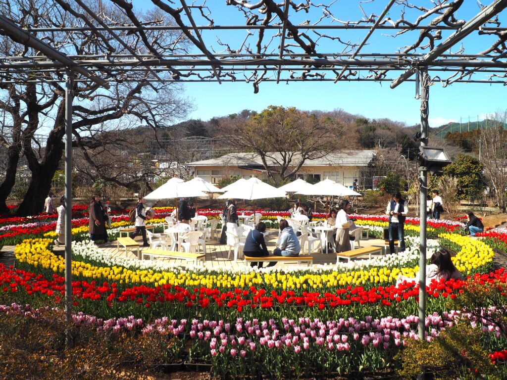 あしかがフラワーパーク：藤棚とチューリップの写真です。