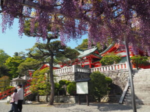 織姫神社境内の藤棚の写真です。