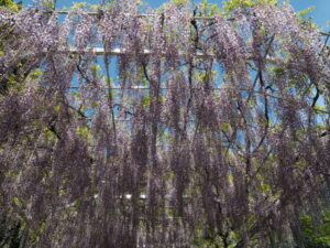 織姫神社境内の藤棚の写真です。