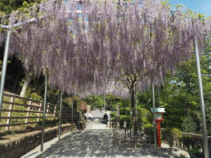 織姫神社境内の藤棚の写真です。