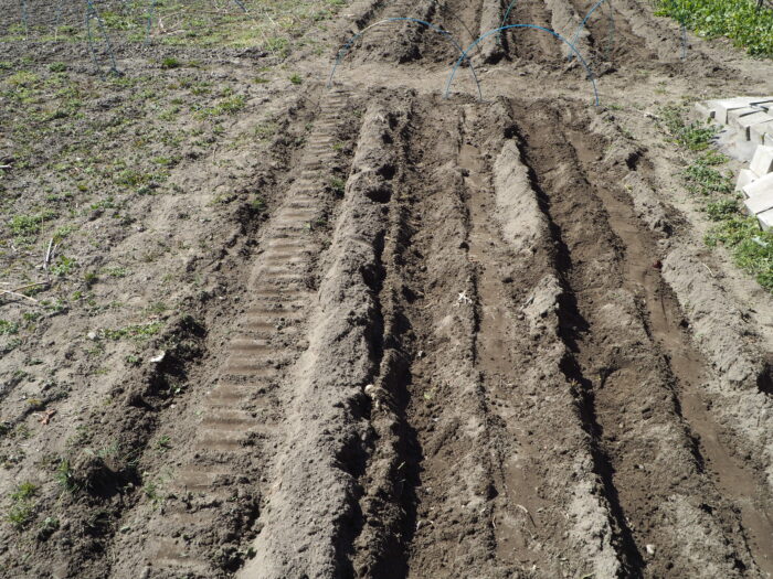 ジャガイモの育て方:種イモの植え付け作業を終えた写真です。