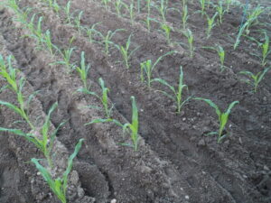 土寄せ作業を終えたトウモロコシの写真です。