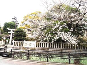 八雲神社の桜の写真です。