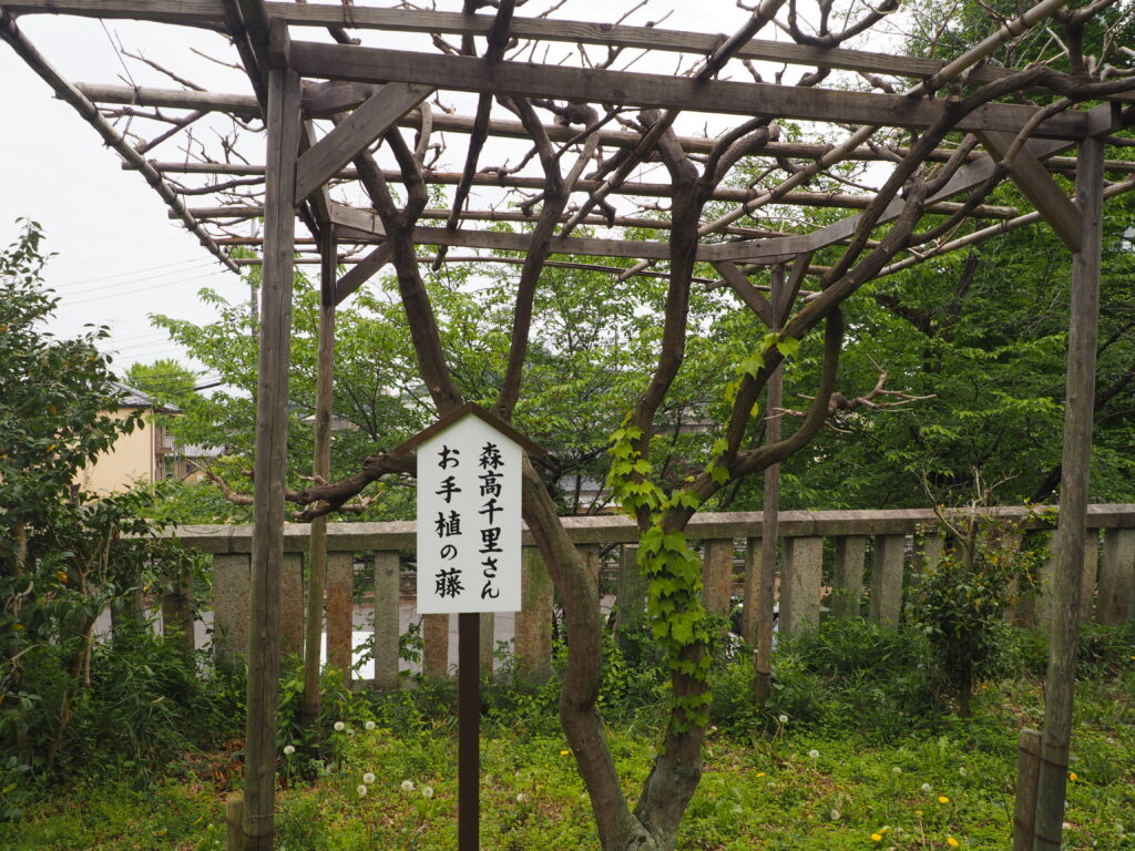 森高千里さんお手植えの藤:八雲神社の写真です。