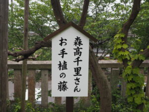 森高千里さんお手植えの藤：八雲神社の写真です。