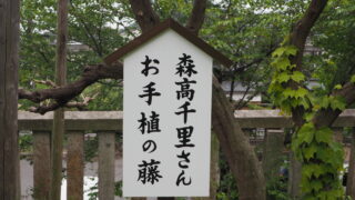 森高千里さんお手植えの藤：八雲神社の写真です。